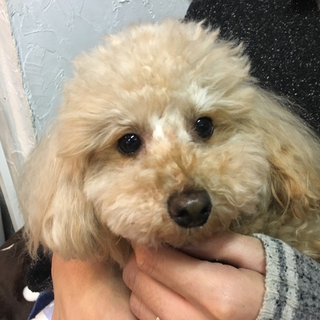 卒業犬たち🐶パート２